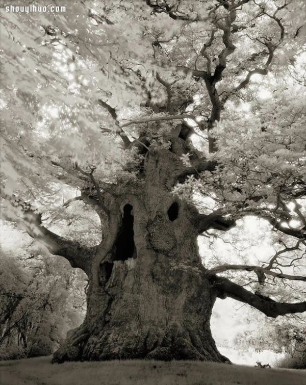 It took fourteen years to search for the oldest tree in the world