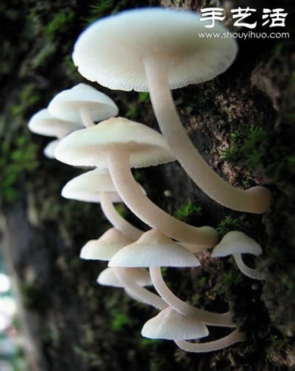 Beautiful and dreamy mushrooms, it turns out that mushrooms can also be viewed