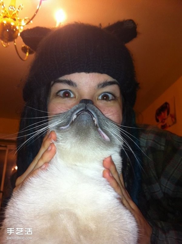 Funny selfie photos using pet cats to create cute beards