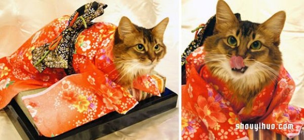 The super cute cat star and kimono that have an indissoluble bond with the kimono