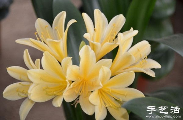 How to raise Clivia, how to raise Clivia