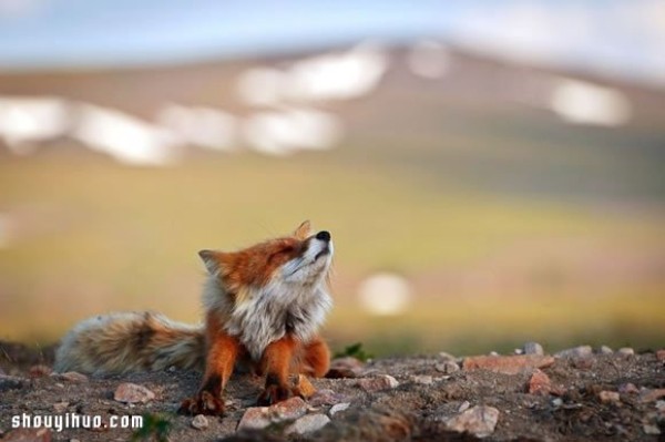 Photo of a fox taken by a mining engineer while working in the Arctic Circleraccoon photo