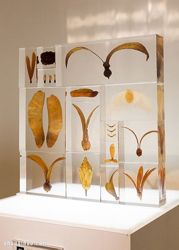 Exhibition of Herbarium Works in Kyoto to Heal the Universe in Cubes