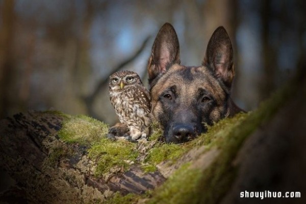 Real fairy tale ~ The pure love friendship between the little owl and the big dog