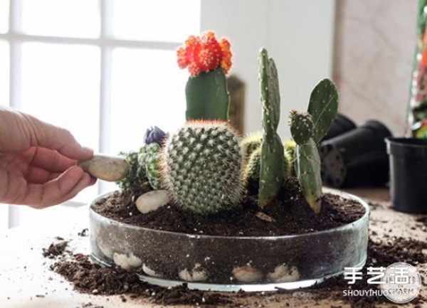 How to make your own cactus bonsai, a simple cactus pot DIY tutorial