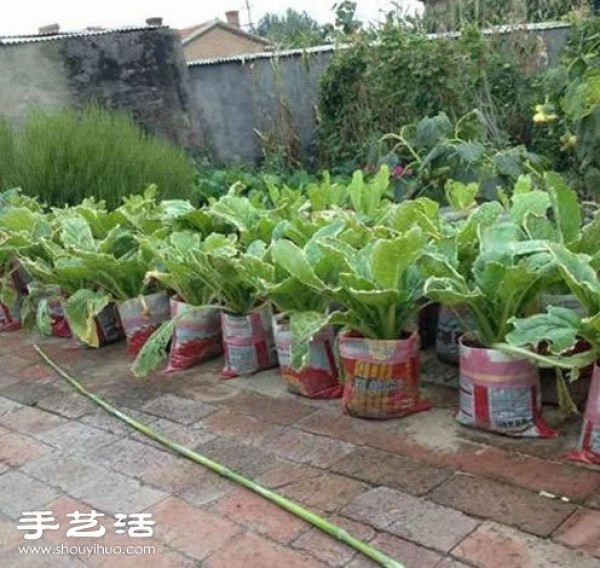 Using woven bags to grow cabbage, the effect is very good! 