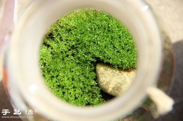 DIY cute moss landscaping, homemade beautiful moss micro-landscape