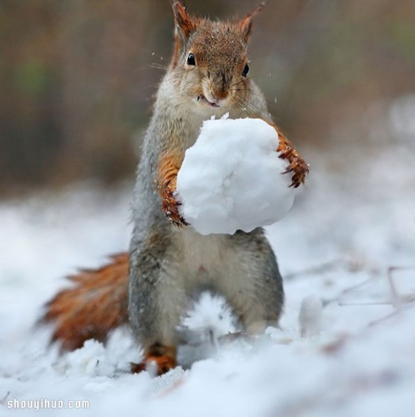 Heart melts with the snow! Cute snow squirrel photography