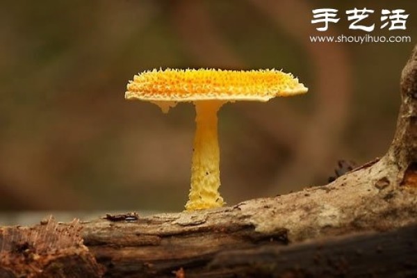 Beautiful and dreamy mushrooms, it turns out that mushrooms can also be viewed