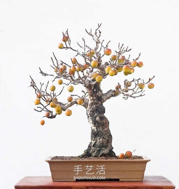 Mini bonsai tree DIY! Full-size apples and other fruits can be grown