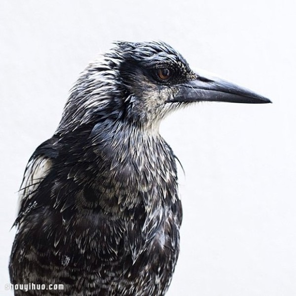 The heart-warming story of the little boy Noah and the magpie Penguin