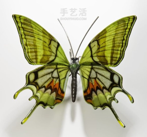 Realistic butterfly glass sculpture! Based on the endangered butterfly