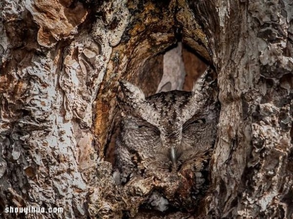 The camouflage skills of owls in the forest are even better than those of chameleons! 