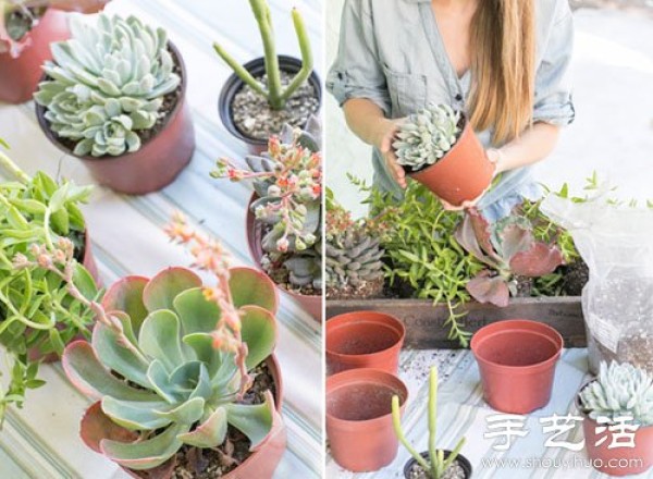 Creative DIY small fresh succulent plant pots