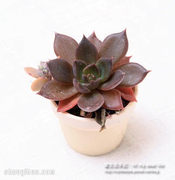 What is suitable for planting in winter? A combination of succulents that are more beautiful the colder it is