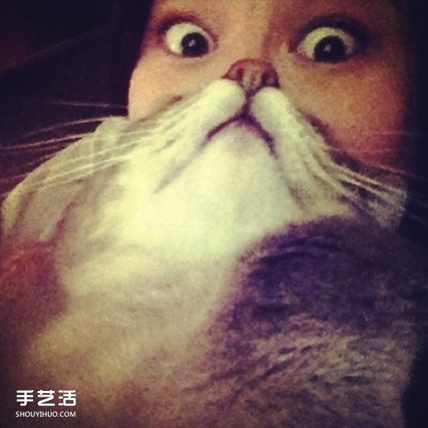 Funny selfie photos using pet cats to create cute beards