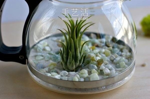 How to make a DIY air plant bonsai by renovating an old coffee pot