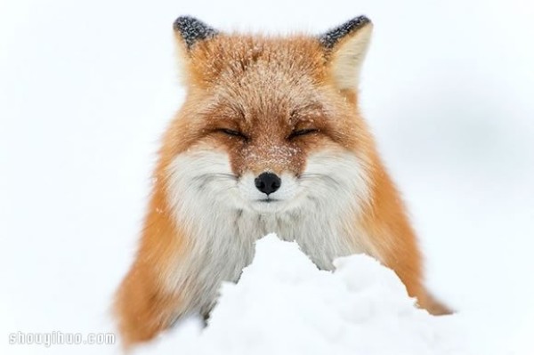 Photo of a fox taken by a mining engineer while working in the Arctic Circle