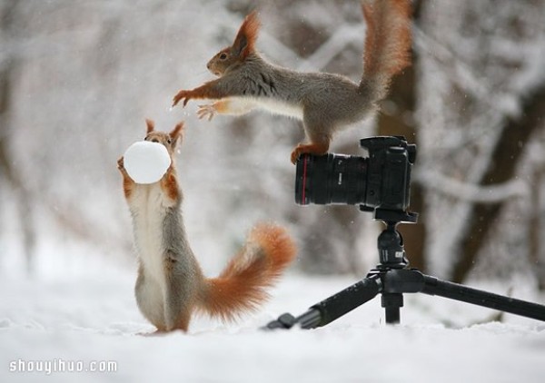 Heart melts with the snow! Cute snow squirrel photography