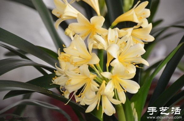 How to raise Clivia, how to raise Clivia