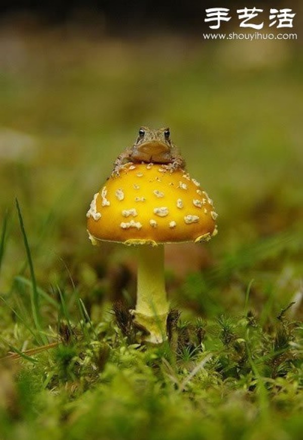 Beautiful and dreamy mushrooms, it turns out that mushrooms can also be viewed