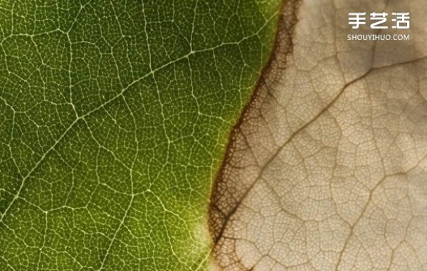 Use photography to preserve the beauty of leaves like a beautiful patchwork of leaves