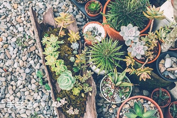 Introduction to succulents! A must-learn method for raising succulents for beginners