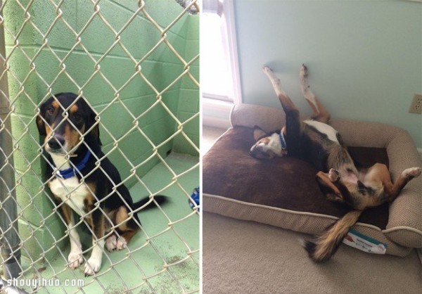 Pet photos before and after adoption let you see their mood changes