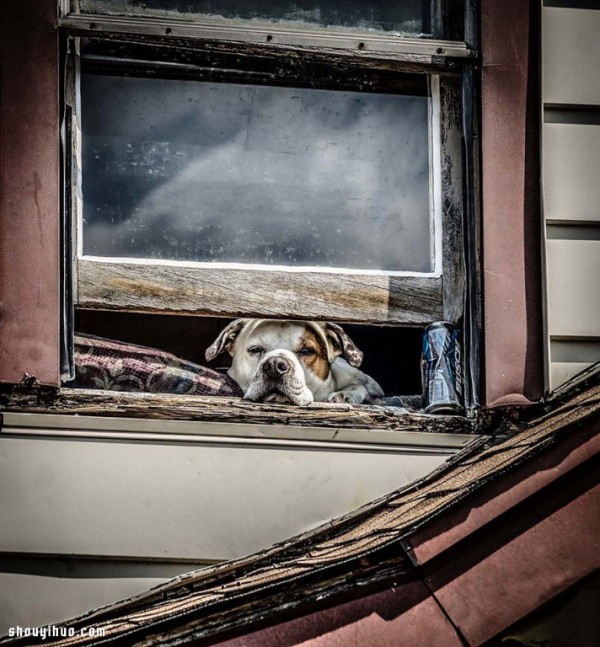 Its melting! Super cute animals staring through the window~