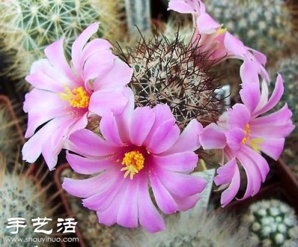 Beautiful Cactus Flower