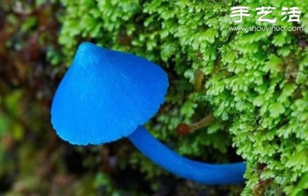 Beautiful and dreamy mushrooms, it turns out that mushrooms can also be viewed