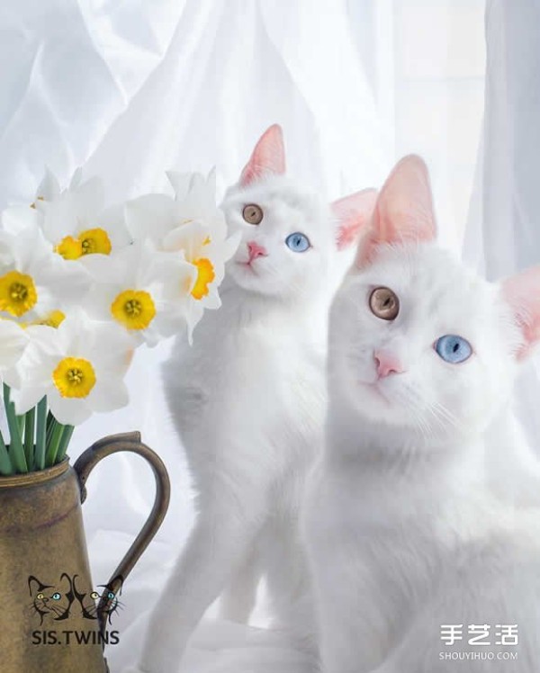 The most beautiful twins: the melting white kitten Sis.Twins.