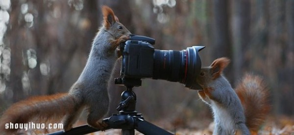 Heart melts with the snow! Cute snow squirrel photography