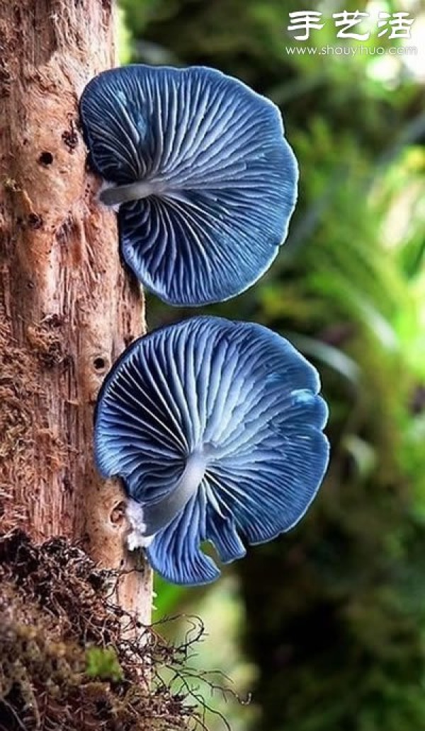 Beautiful and dreamy mushrooms, it turns out that mushrooms can also be viewedYou can watch