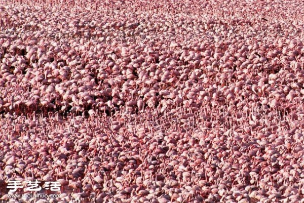 Counting poop is a beautiful photo of a large gathering of creatures you have never seen