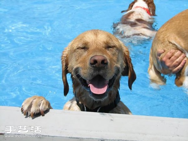 Happy Pool PartyLet the dog play!