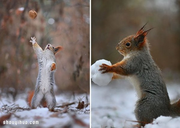 Heart melts with the snow! Cute snow squirrel photography