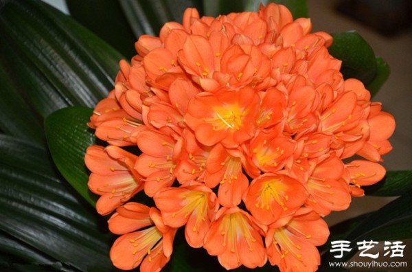 How to raise Clivia, how to raise Clivia