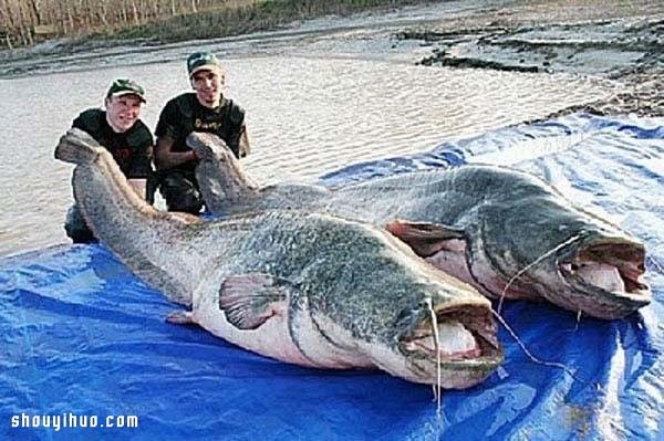 The 21 largest animals in the world record are so big that its scary! 