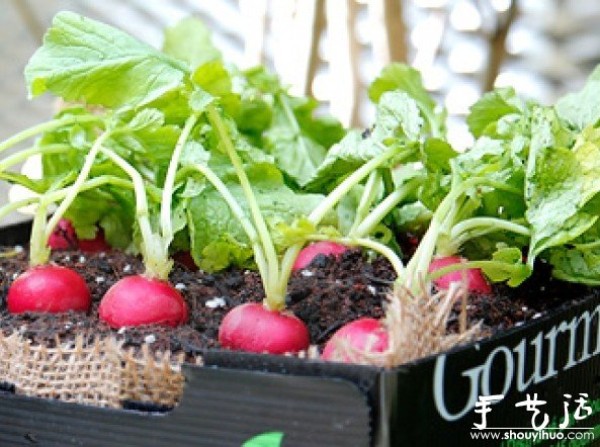 DIY tutorial for home mini vegetable garden