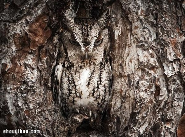 The camouflage skills of owls in the forest are even better than those of chameleons! 