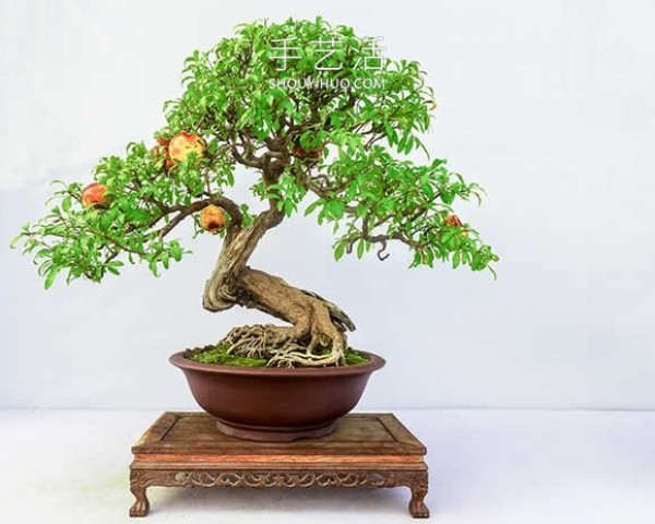 Mini bonsai tree DIY! Full-size apples and other fruits can be grown