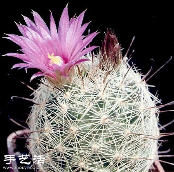 Beautiful Cactus Flower