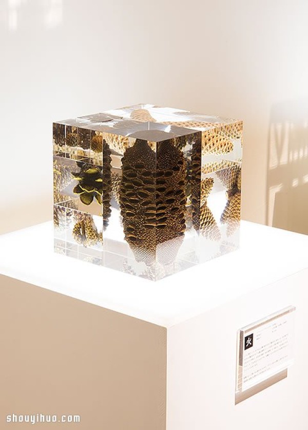 The Healing Universe in Cubes, KyotoExhibition of plant specimens