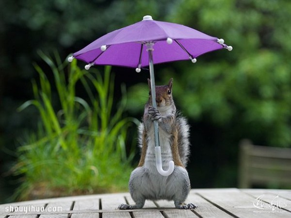 The cute photo of a squirrel holding an umbrella hiding from the rain will bring you a good mood all day long Mood