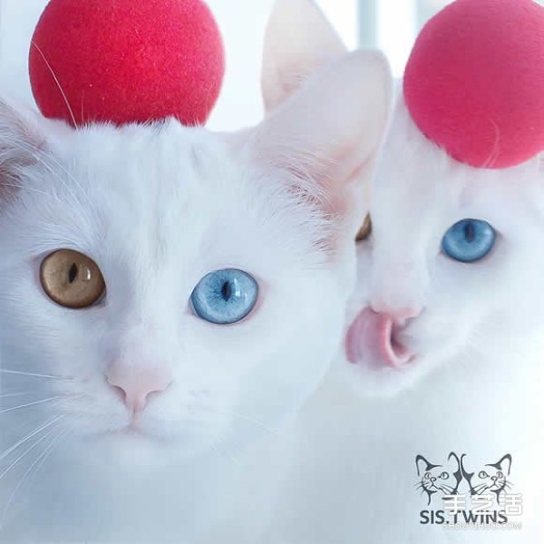 The most beautiful twins: the melting white kitten Sis.Twins.