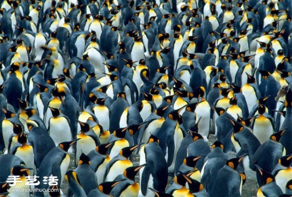 Counting poop is a beautiful photo of a large gathering of creatures you have never seen