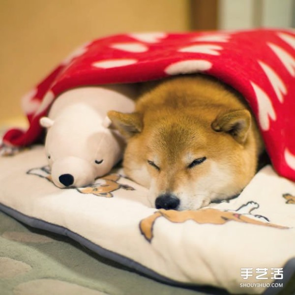 The Akita dog and its white bear best friend are sleeping in the same posture, so cute! 