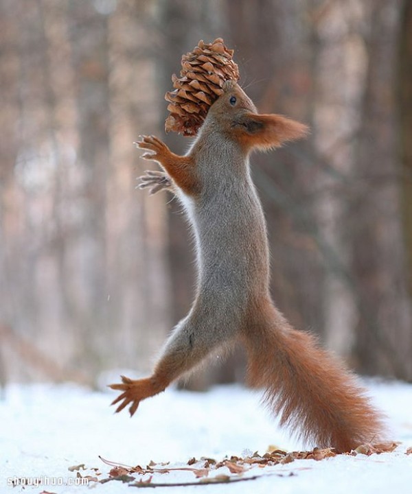 Heart melts with the snow! Cute snow squirrel photography