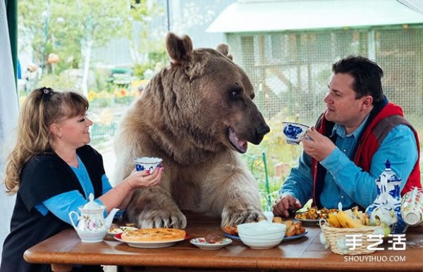 Just like a fairy tale, a big bear can also become a partner of humans